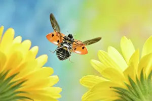 Marigold: Seven-spott ladybird (Coccinella septempunctata) i