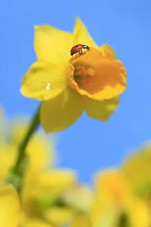 Ladybird: Seven-spott ladybird on narcissus ( Coccinella
