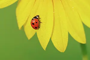 Ladybirds: Seven-spotted Ladybug (Coccinella septempunctata)