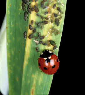 Agent: Seven-spotted ladybug eating aphids