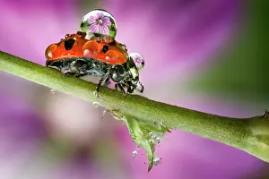 Punctata: Sevenspotted lady beetle (Coccinella septempunctata)