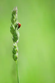 Punctata: Sevenspotted lady beetle (Coccinella septempunctata)