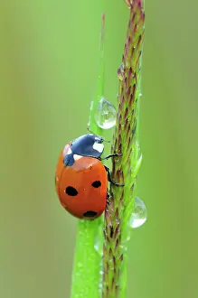 Ladybirds: Sevenspotted Lady Beetle dew drops