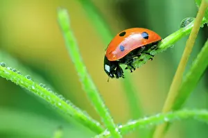 Ladybirds: Sevenspotted Lady Beetle dew drops