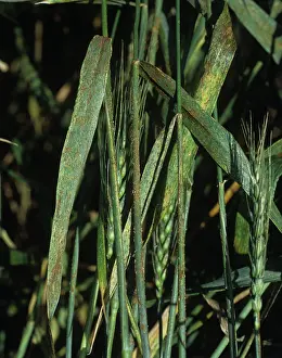 Severe: Severe infection black stem rust