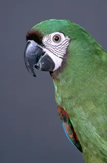 Mini: Severe Macaw