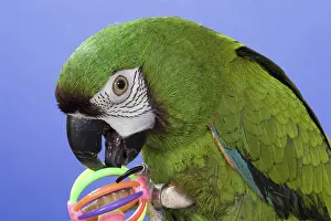Mini: Severe Mini Macaw