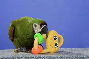 Mini: Severe Mini Macaw
