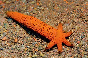 Luzonicus: Severed arm of Luzon starfish ( Echinaster luzonicus)