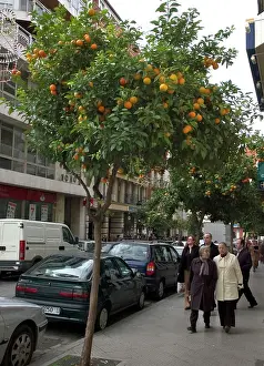 Pleasant: Seville ORANGE Trees - for decoration, shade &