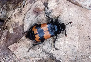 Carrion: Sexton / Burying / Carrion BEETLE