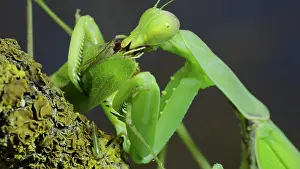Social: Sexual cannibalism, Close-up portrait of large f