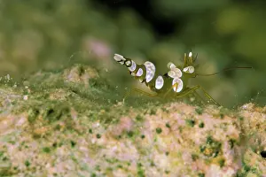 Amboinensis: Sexy anemone shrimp, or thor amboinensis