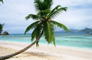 Palm: SEYCHELLES