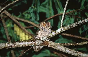 Scops: Seychelles Bare-legged Scops Owl