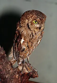 R S H Beamish: Seychelles Bare-legged SCOPS OWL