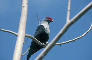 Cousine: Seychelles Blue Pigeon