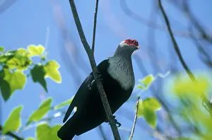 Cousine: Seychelles Blue Pigeon