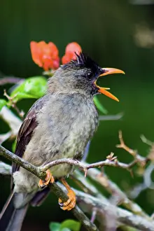 Bulbul: Seychelles Bulbul