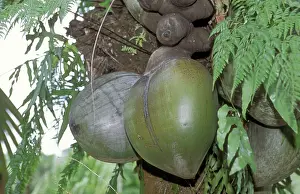 Maldive: SEYCHELLES - Coco-de-mer / Maldive Coconut - Seeds