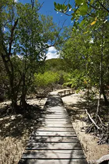 Pathway: Seychelles, Curieuse Island, marsh walkway