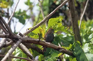 Sechellarum: Seychelles Fody