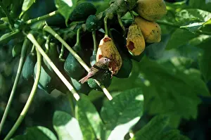 Sechellarum: SEYCHELLES FODY - EATING FRUIT