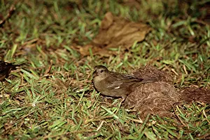 Sechellarum: Seychelles FODY - female