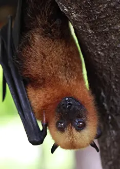 Digue: Seychelles Fruit Bat / Flying Fox - hanging upside down