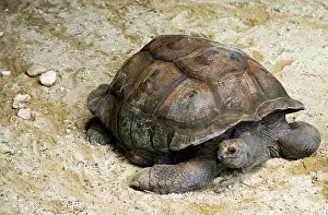 Cryptodira: Seychelles Giant Tortoise (Extinct in the Wild)