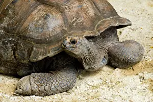 Cryptodira: Seychelles Giant Tortoise (Extinct in the Wild)