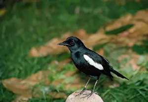 Gillean White: Seychelles Magpie-Robin