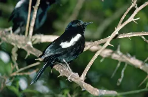 Gillean White: Seychelles Magpie-Robin