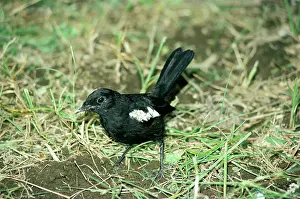 Gillean White: Seychelles MAGPIE-ROBIN