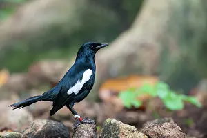 Sechellarum: Seychelles Magpie-Robin