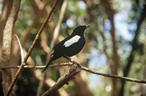 Sechellarum: Seychelles Magpie-Robin