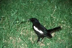 Gillean White: Seychelles MAGPIE-ROBIN