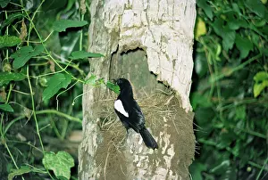 Gillean White: Seychelles MAGPIE-ROBIN - at nest