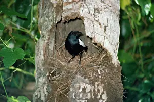 Gillean White: Seychelles Magpie-Robin - at nest
