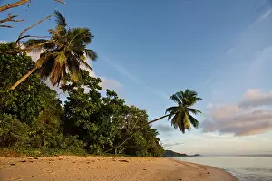 Escape: Seychelles, Mahe Island, horizontal palm
