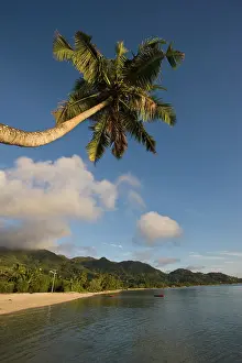 Escape: Seychelles, Mahe Island, horizontal palm