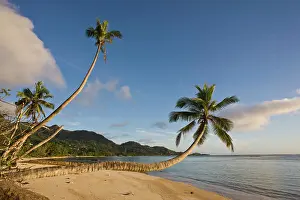 Escape: Seychelles, Mahe Island, horizontal palm
