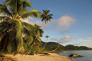 Palms: Seychelles, Mahe Island, palms, Fairyland