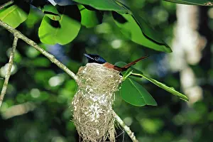Gillean White: Seychelles Paradise FLYCATCHER