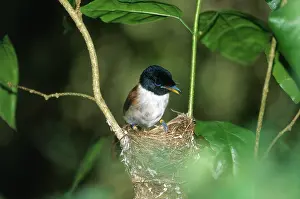 Digue: Seychelles Paradise Flycatcher