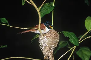 Digue: Seychelles Paradise Flycatcher