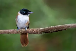 Digue: Seychelles Paradise Flycatcher