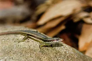 Skink: Seychelles Skink