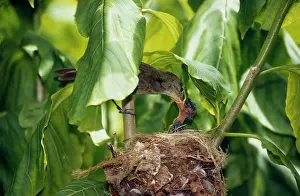 Nestling: Seychelles Warbler