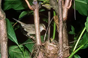 Gillean White: Seychelles Warbler - at nest with chick
